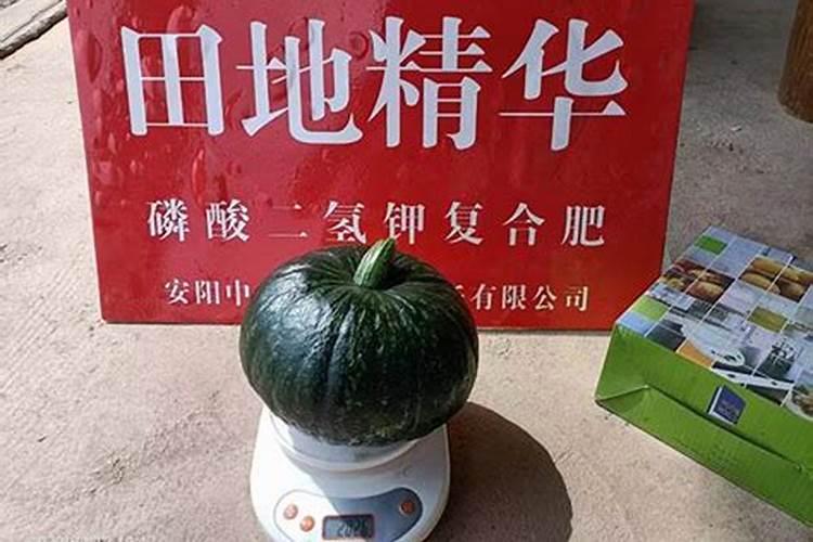 大花蕙兰怎么施肥