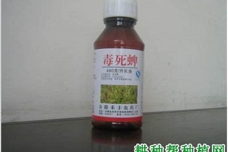蕙兰养殖新手注意 如何养殖蕙兰