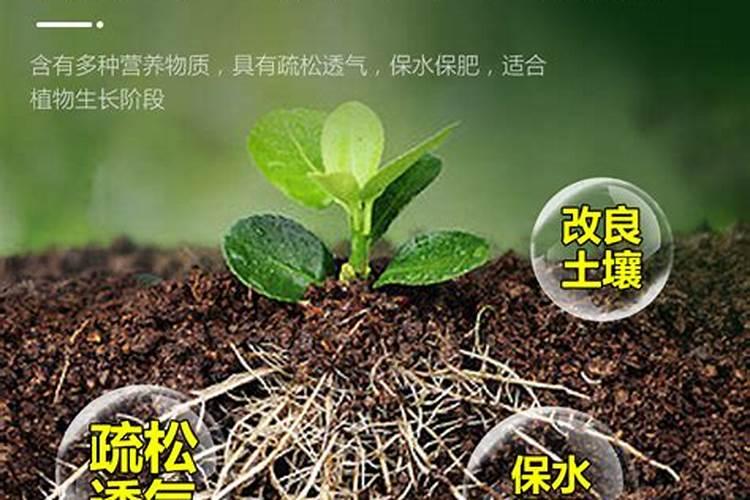家庭绿植怎样施肥、花卉施肥