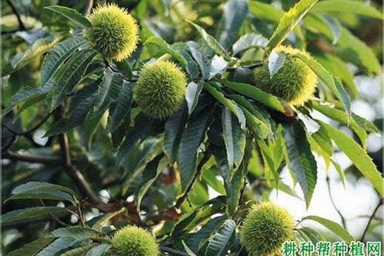 氮肥中什么有强烈的氨味