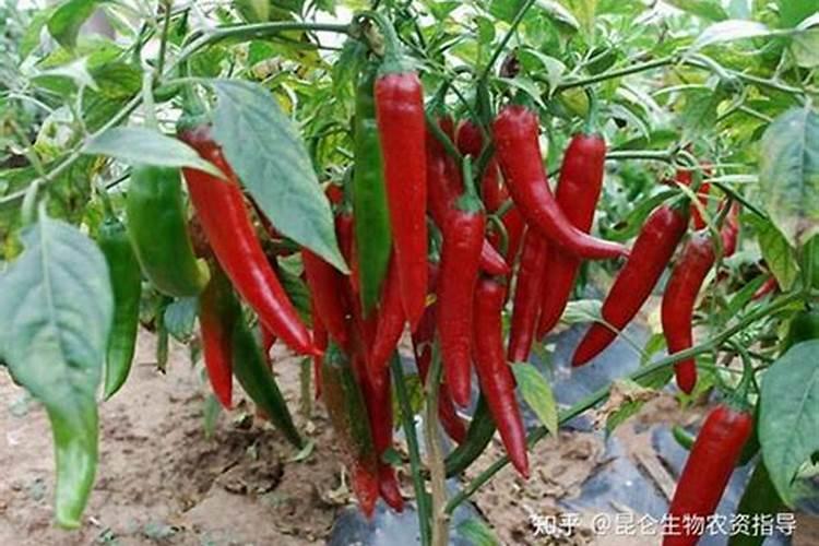花生什么时候施肥最好 花生哪时候施肥最合适
