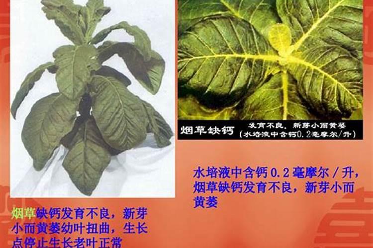 导致沙漠玫瑰叶子卷曲不平整的原因