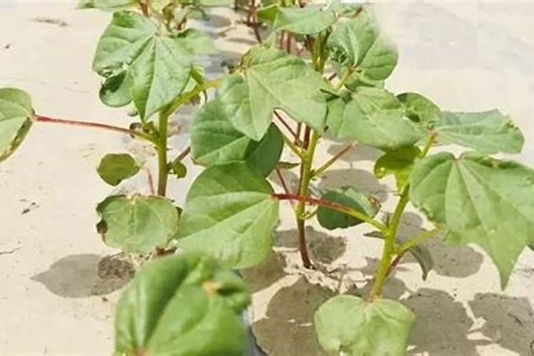 当前棉花叶面施肥怎么样追加