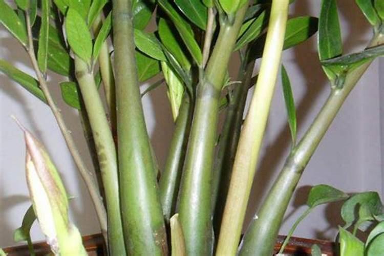 植物叶片发黄发黑是怎么回事儿,该怎么办？