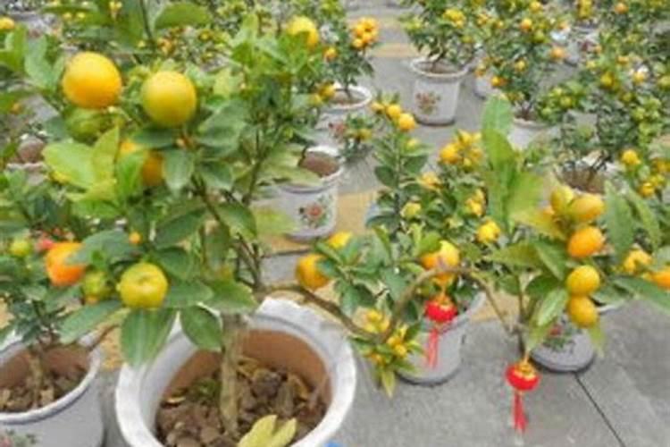 在广安种植金桔怎么样？
