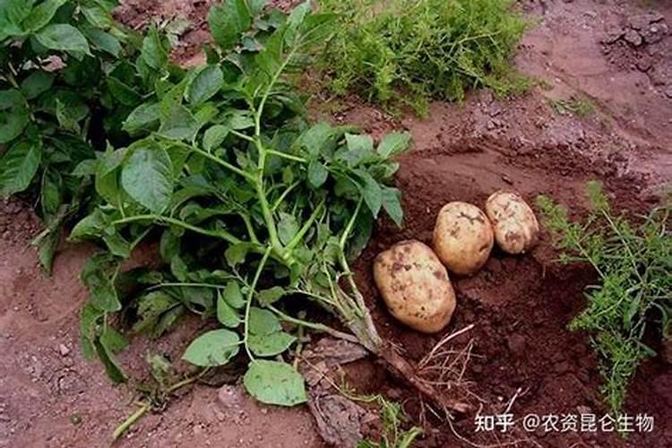 勒夫黑聚力水溶肥,在土豆中的应用效果显著