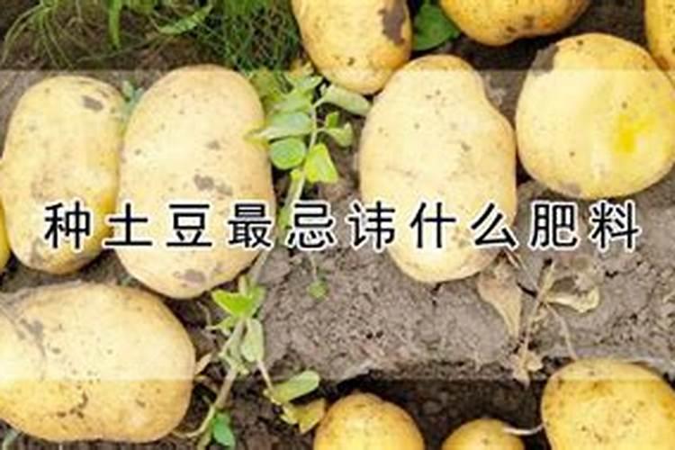 土豆可以用尿素施肥吗 开花前可以使用吗
