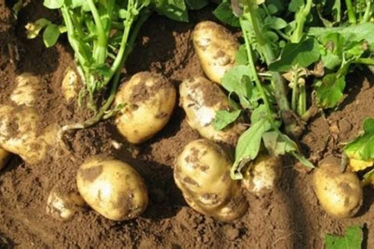 土豆施肥的正确方法