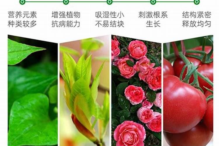 养花用什么肥料好？该怎么样选择？