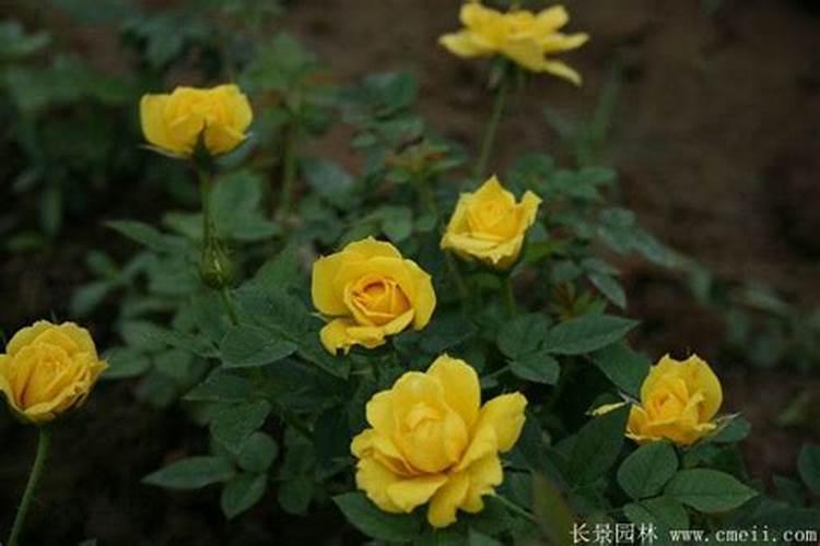月季种下多久可以施肥