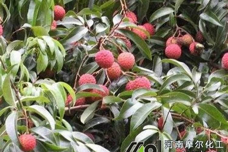 硼锌铁镁肥的用法用量
