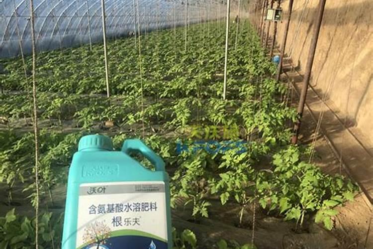 番茄提苗快要使用什么肥料见效快