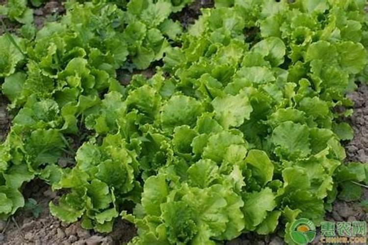 种菜最佳的施肥时间种菜什么时候施肥好呢