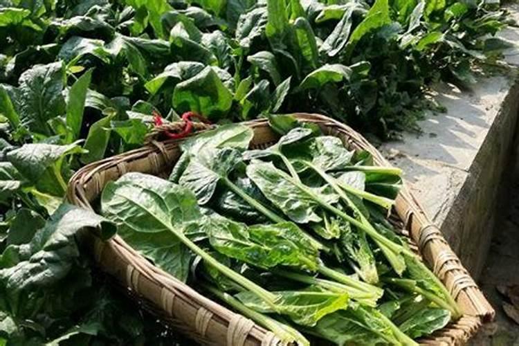 种菜最佳的施肥时间 种菜什么时候施肥好呢