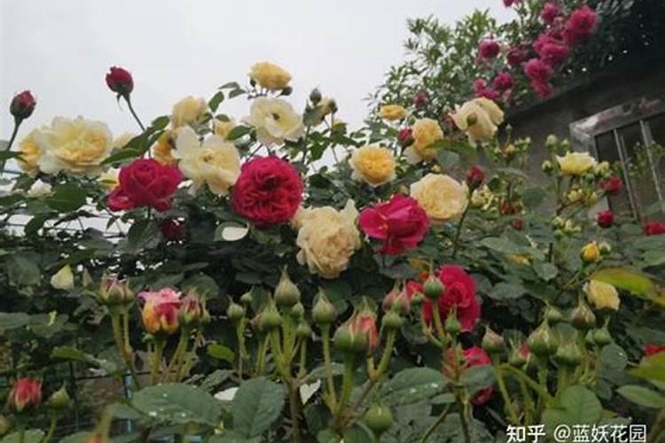 花卉叶面肥多久喷一次