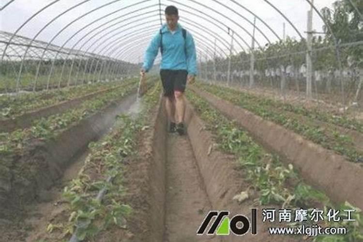 种草莓要施什么肥料才长出又大又甜的果实？