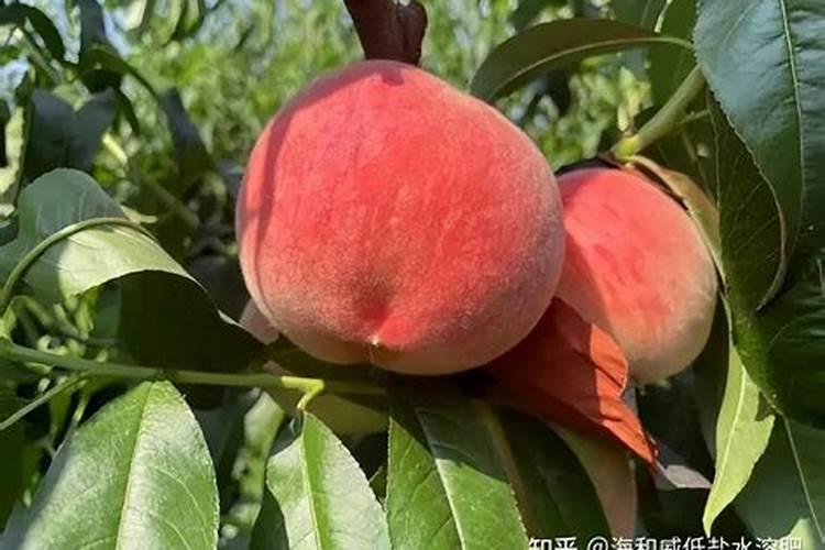 芒果盛果期如何施肥
