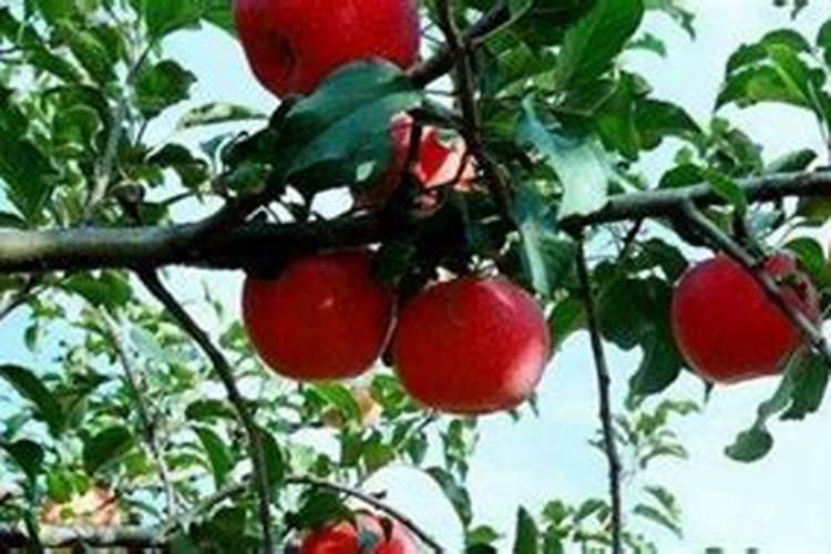 苹果树什么时间施纯钾肥面子？