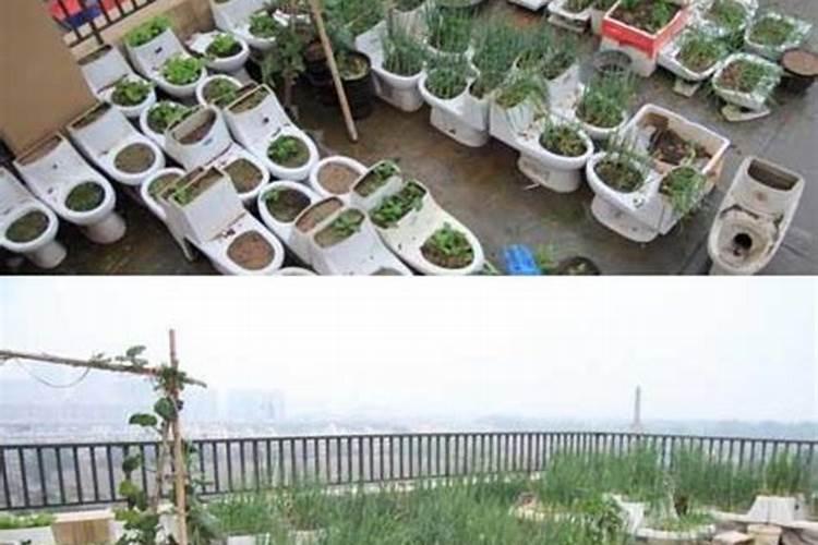 蔬菜叶面肥什么时候用最好,巧施方法