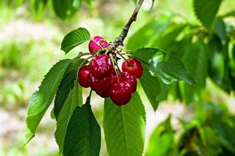 大樱桃树夏季,该如何管理？
