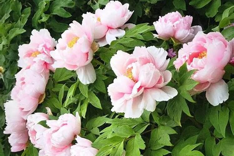 牡丹花施什么肥好