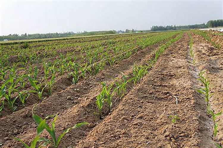 一亩地需要多少油菜籽种子花卉百科