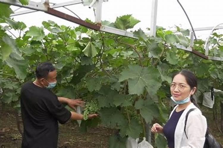 春季葡萄该怎么施肥