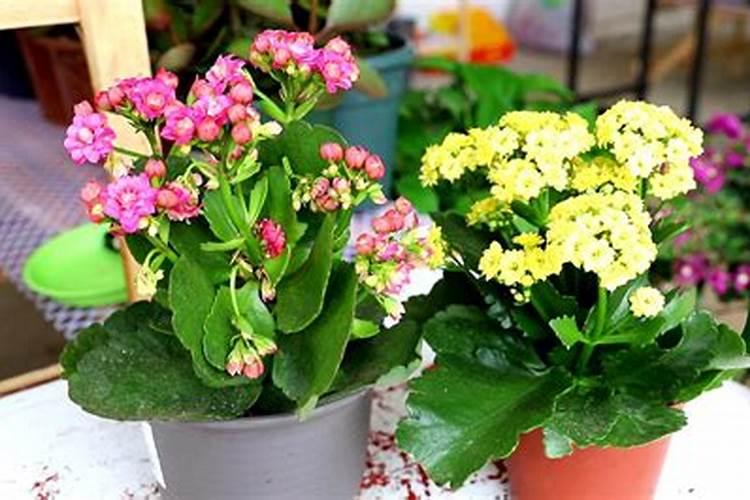 长寿花要浇什么肥最好
