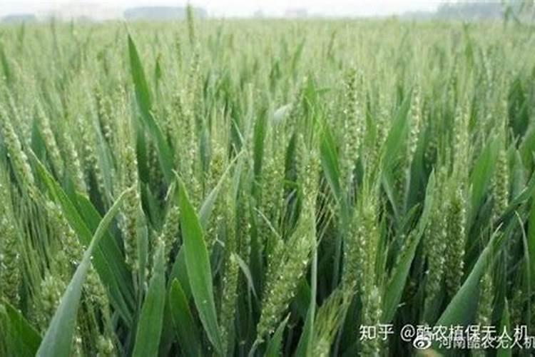 小麦上尿素施用过多造成烧苗是怎样症状