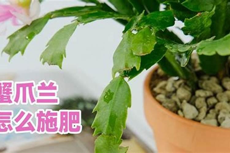 蟹爪兰施什么肥合适 蟹爪兰施什么肥比较好