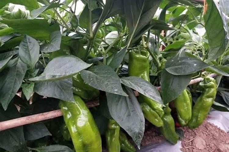 种菜用什么复合肥比较好,速效复合肥怎样给蔬菜施肥