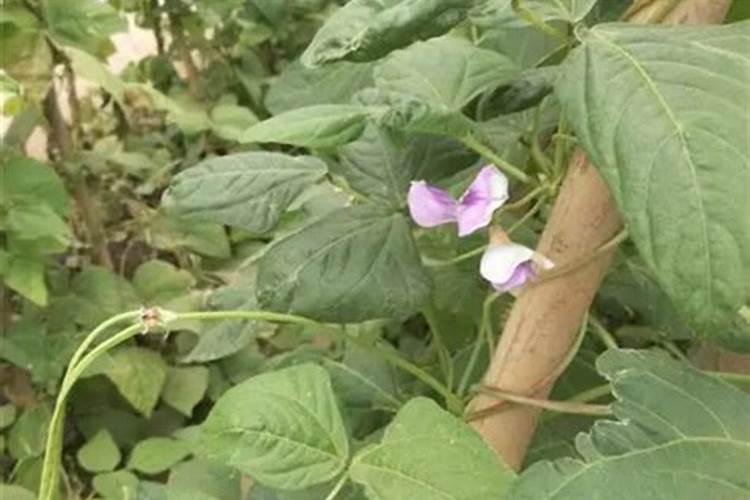 豆角保花保果农药最佳配方,什么时候打合适