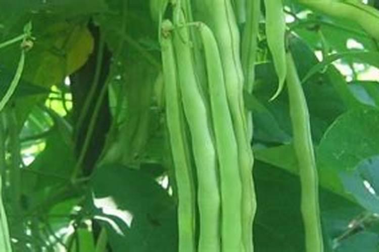 怎样种豆角开花多,结果多,产量高？