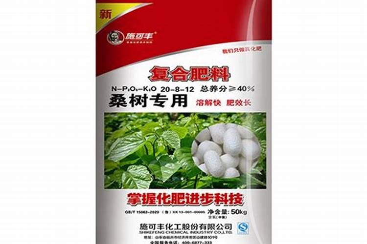 桑树可以盆栽吗