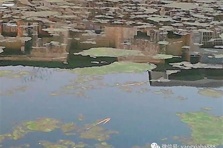磷肥可以杀青苔吗