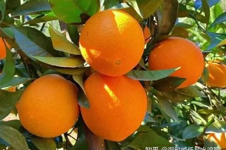 两年脐橙树怎样施肥？和管理 。请求大师