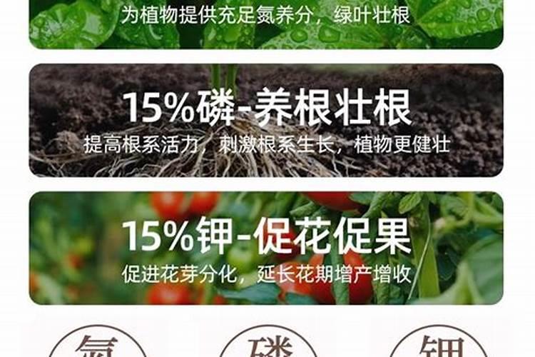 迎春花盆景的养殖方法
