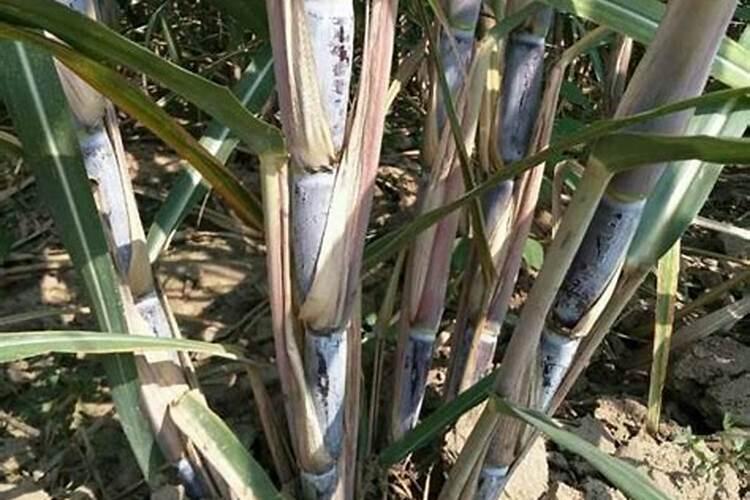 大姜用什么肥料最好