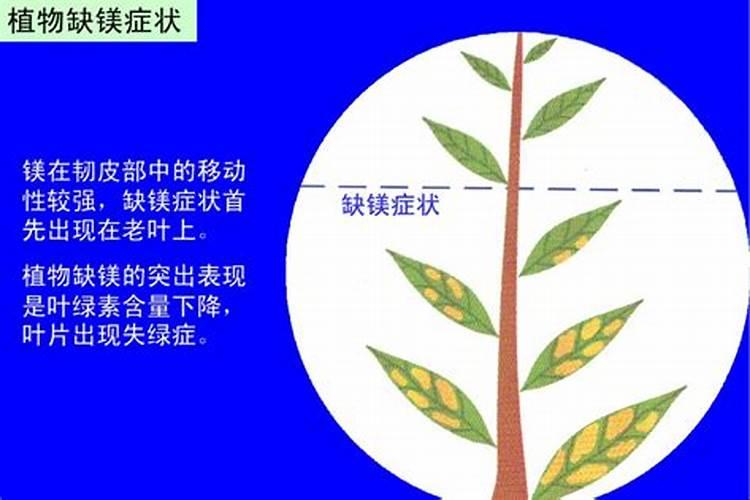 火龙果为什么开花却坐不住果
