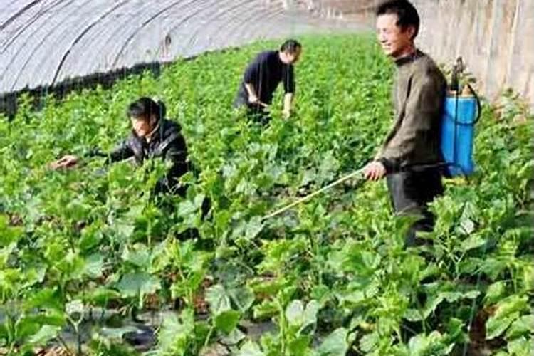 番茄缺什么微量元素中间叶片发黄
