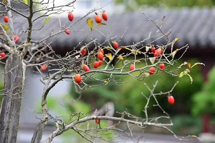 9月嫁接老鸦柿多久能发芽？