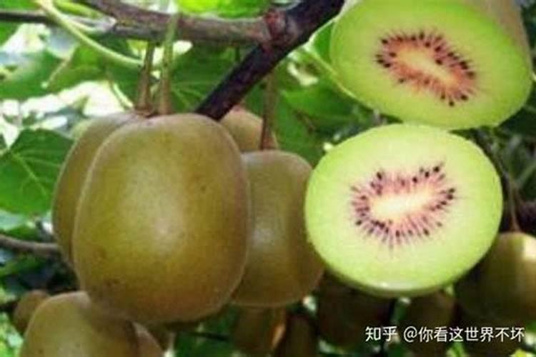 西红柿种植转色技巧 西红柿怎么养殖