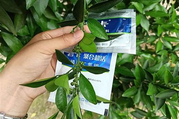 选择进口叶面肥的时候有哪些注意事项,比较好的品牌有哪些？