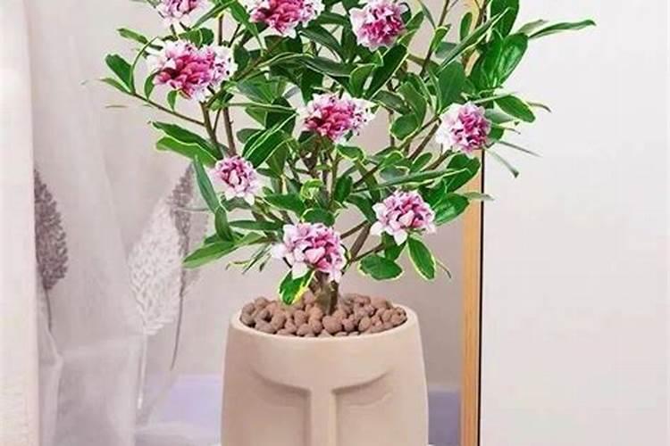 金边瑞香开完花怎么办