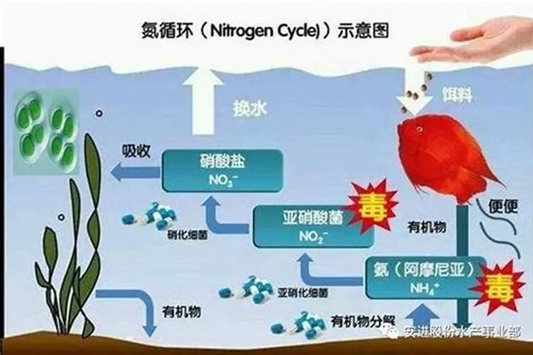 氨氮去除剂的作用原理是什么呢？