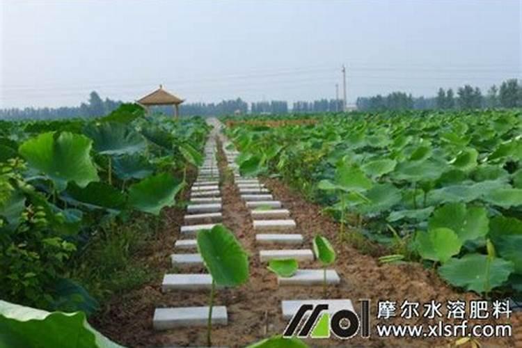 生产高产优质莲藕用什么肥料好