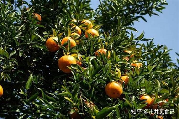砂糖橘如何施肥 分享种植砂糖橘施肥技术经验
