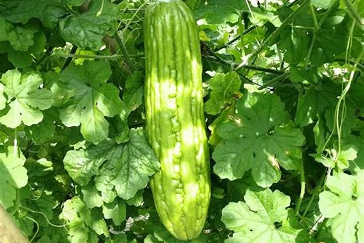 苦瓜最喜欢什么肥料