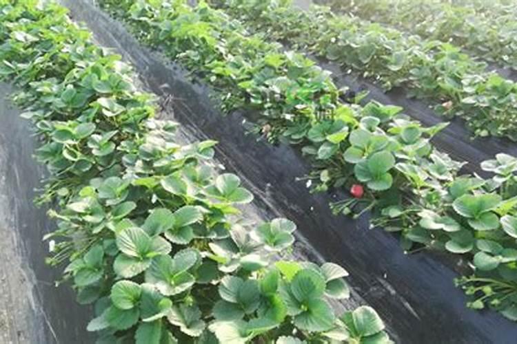 水稻施肥尿素氯化钾的比例是多少