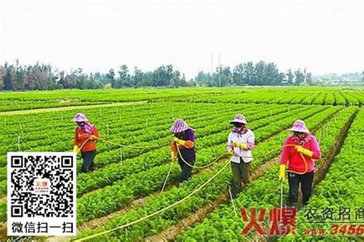 胡萝卜种植施肥技术要点有哪些